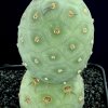 Tephrocactus_geometricus_2